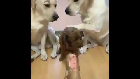 dog x 9