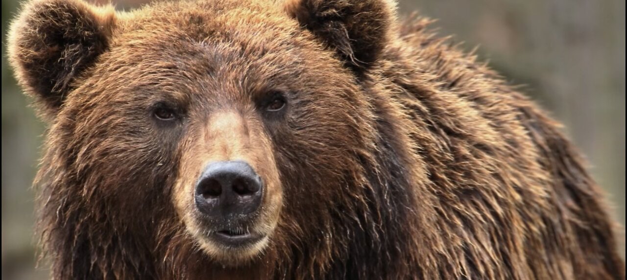 Day in a life of Mr Bear 🐻