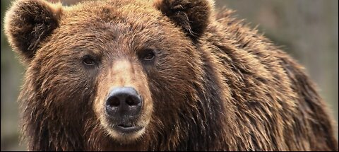 Day in a life of Mr Bear 🐻