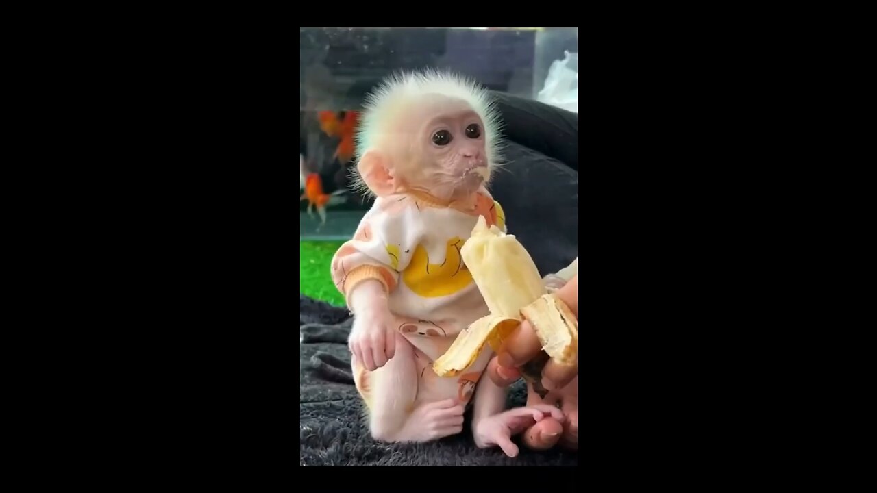Cute monkey