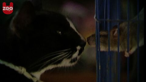 Ces couples d’animaux bizarres mais mignons