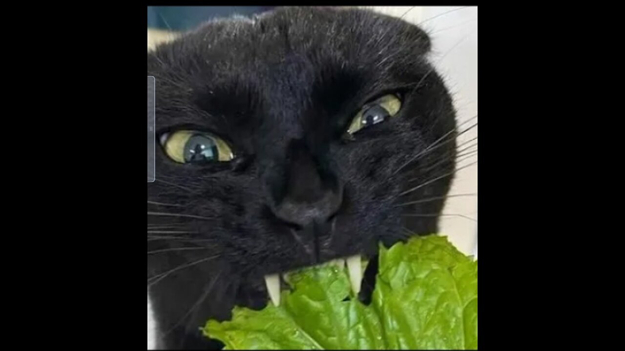 Funny animals movie - funny cat and dog - funny animals