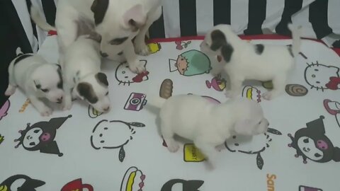 Beautiful puppies videos | dogs playing videos | Amazing dogs puppy video