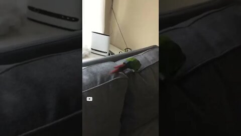 My bird walking on the couch