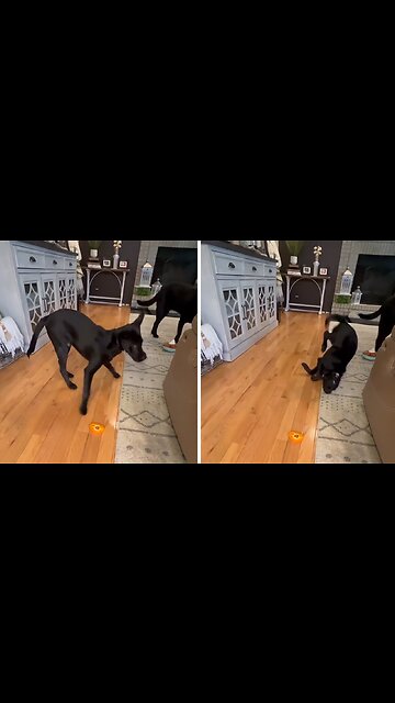 Clumsy pup hilariously falls while playing with his toy