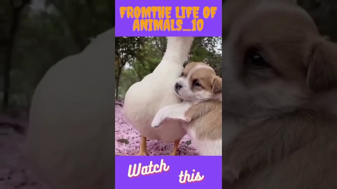 From the life of animals 10 #shorts #tiktok #viral #viralvideo