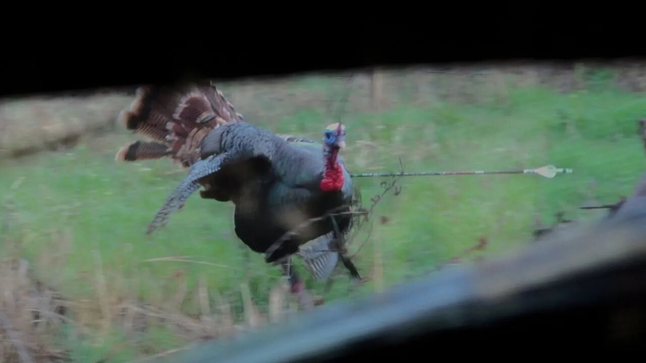 Kansas Tom Runs Into Ground Blind I Bowhunting Turkeys