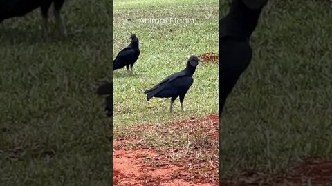 Urubus de Cabeça Preta