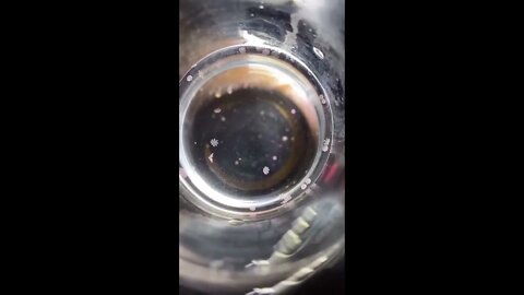 Cute Jellyfish Larvae