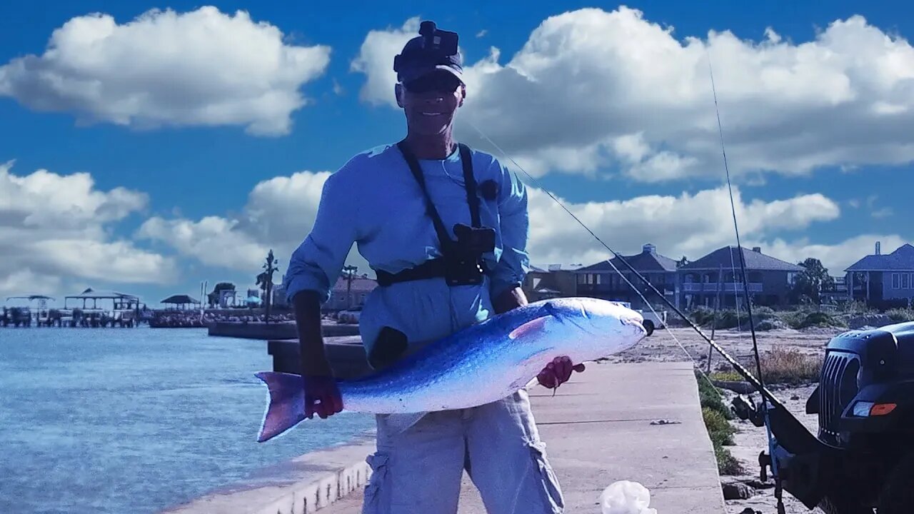 38 inch BULL RED Charlies Pasture Port Aransas, Texas