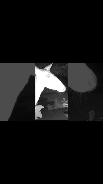 A Deer Visits At Night! 🦌 #Deer #Visits #Nightime