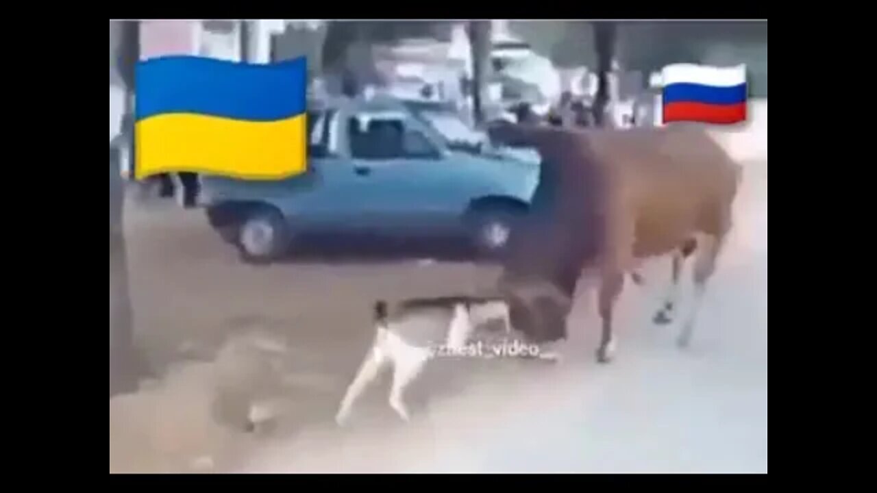 🇺🇦Graphic War18+🔥Little Bulls Fights Fierce - Ukraine Armed Forces(ZSU) Never Gives Up #Shorts