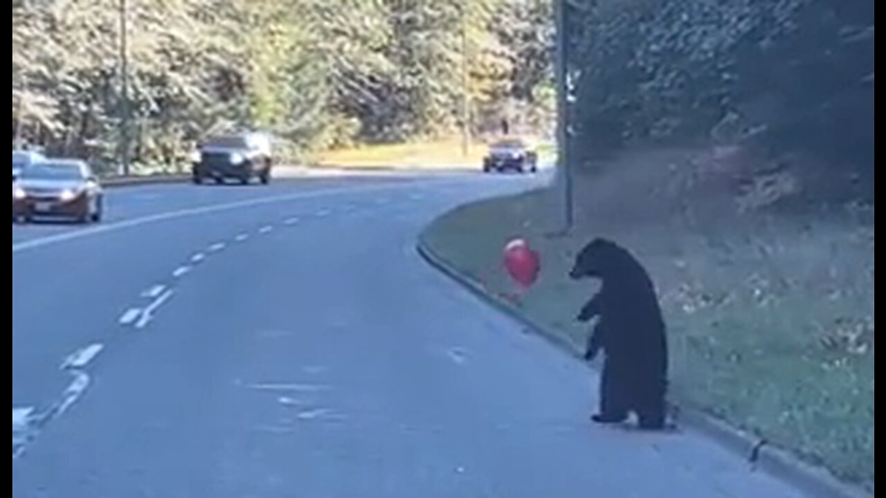 Real life teddy bear finds a balloon