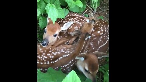 A cozy pile of Fawns