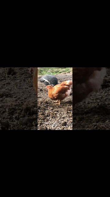 16 week old pullet isa brown mix