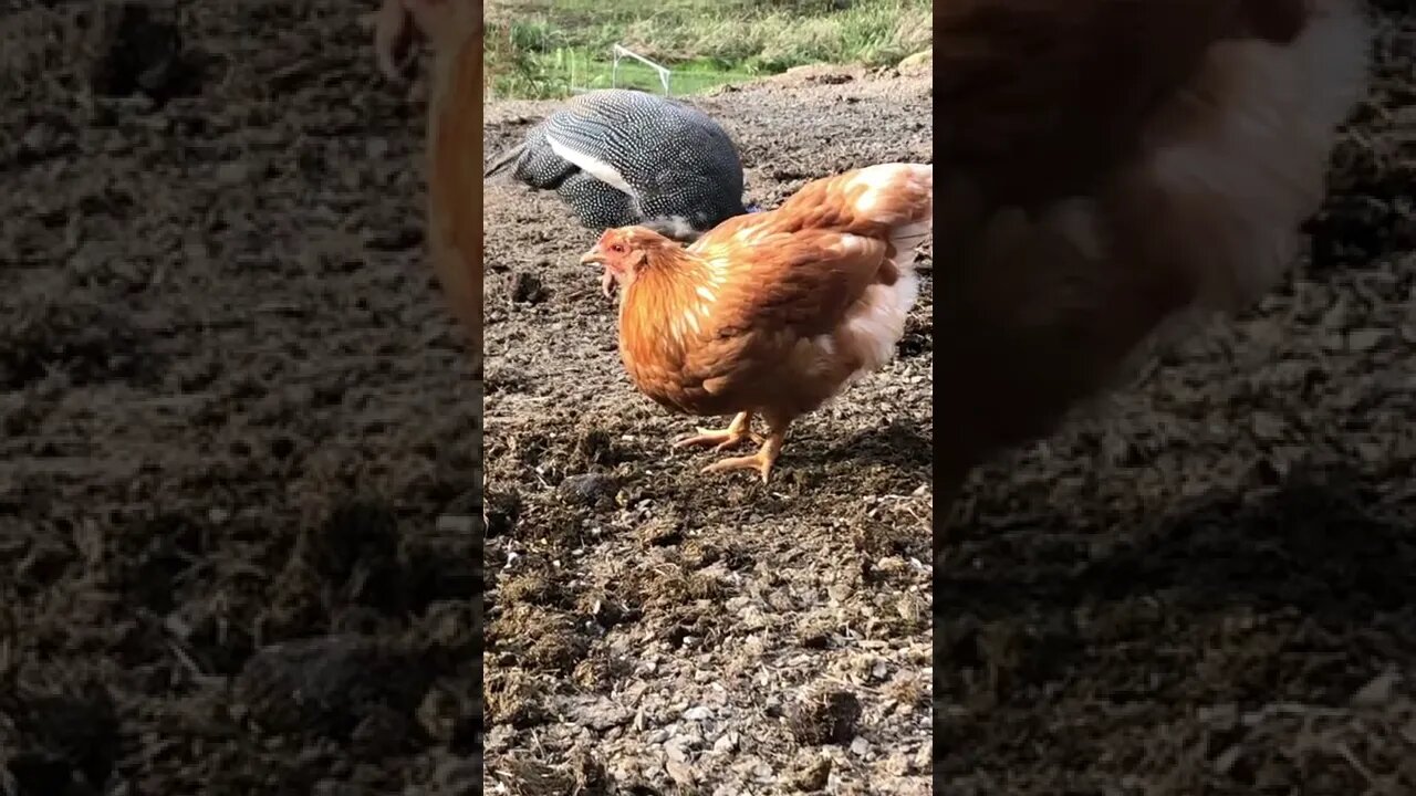 16 week old pullet isa brown mix