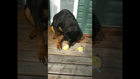 Rottweiler With A Couple Chicks! 😂 #rottweiler #shorts