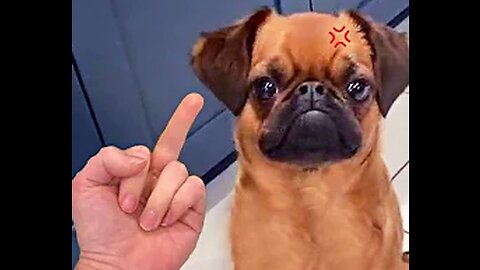 Funniest Animals 😂 Funny Dogs and Cats Videos 2023 😺🐶 Part 15