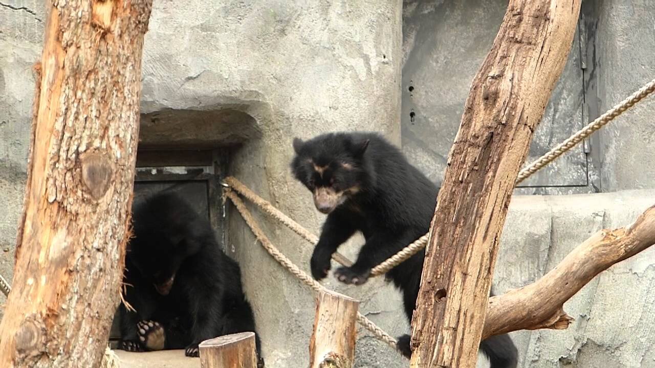 Two spectacled bear cubs doing a clumsy tightrope walk at Frankfurt Zoo