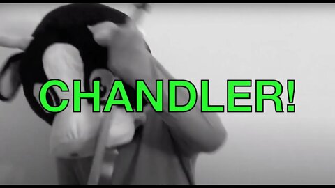 Happy Birthday CHANDLER! - COW Happy Birthday Song