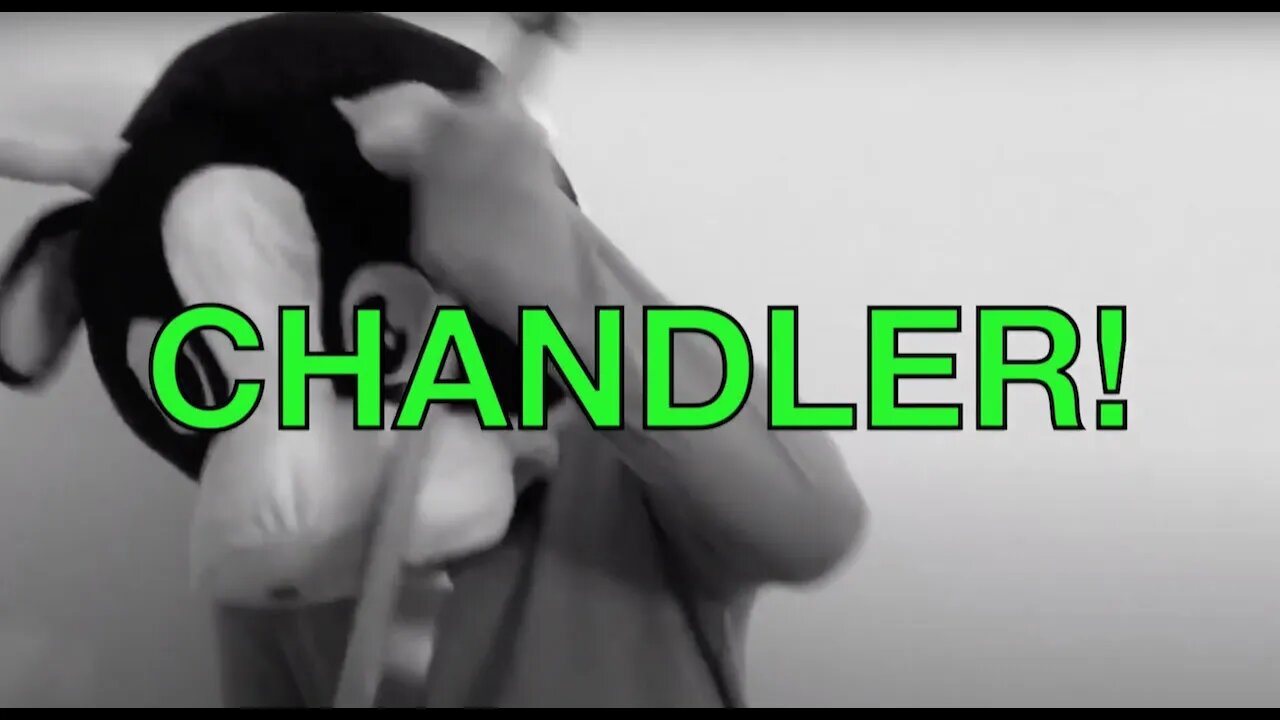 Happy Birthday CHANDLER! - COW Happy Birthday Song