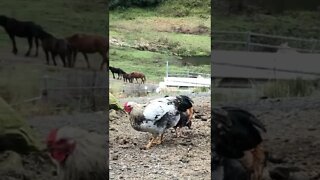 Young roosters making short work of horse manure. Oddly satisfying