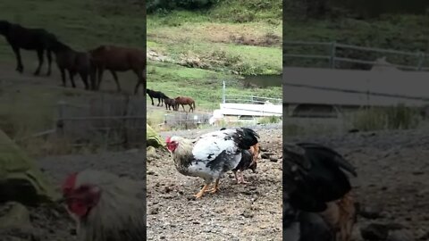 Young roosters making short work of horse manure. Oddly satisfying