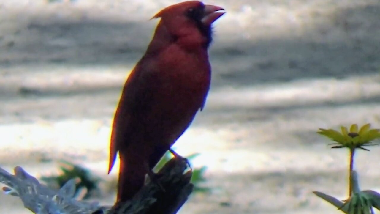 Cardinal and Tufted Titmouse