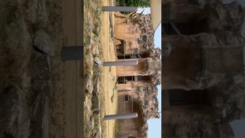 어린이대공원 코끼리