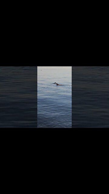 Ares beat the Golden