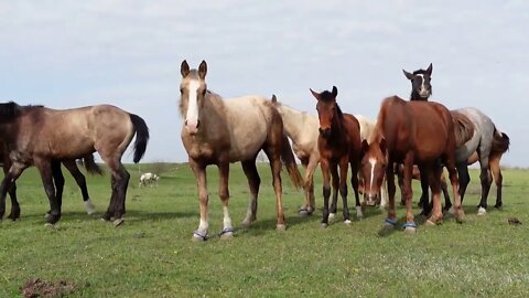 Most Beautiful Horses on Planet Earth 2022