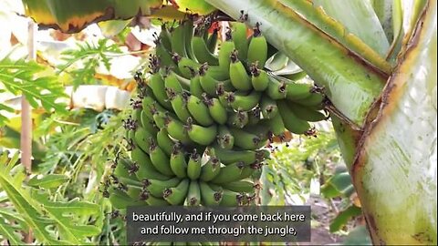 Rainforest Greenhouse Tour