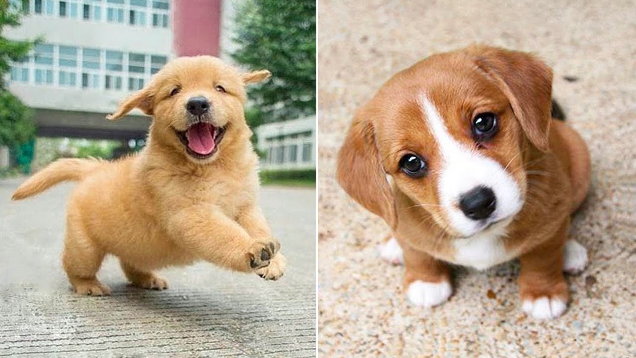 🤣Funny Dog Videos 2021🤣 🐶 It's time to LAUGH with Dog's life