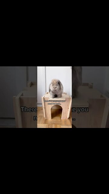 1Min Animal World #dogs #cats #pet