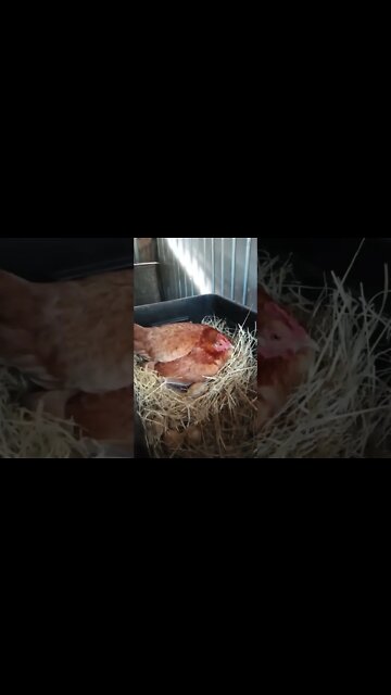 Good morning Forest how are those eggs