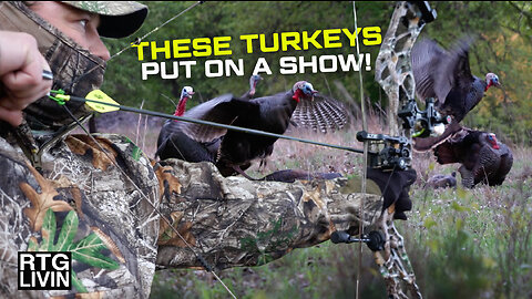 GOBBLERS PUT ON A SHOW!!!