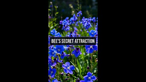 Bee 🐝 Secret Attention