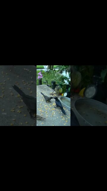 Fledgling Bird Squawking For Food #Shorts 🌻