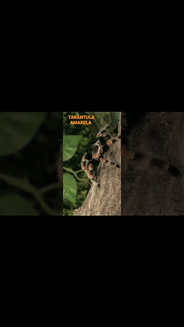 NO REINO DOS ANIMAIS