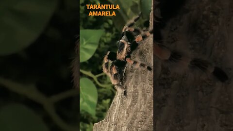 NO REINO DOS ANIMAIS