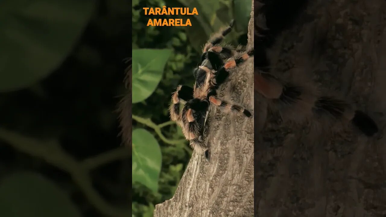 NO REINO DOS ANIMAIS