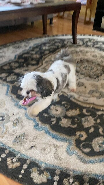 Duchess the birthday girl.