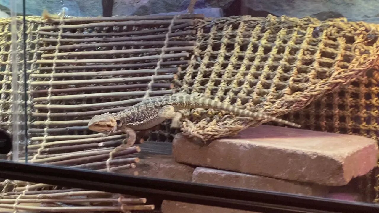 Emet our Male Bearded Dragon Exploring his Habitat and Climbers