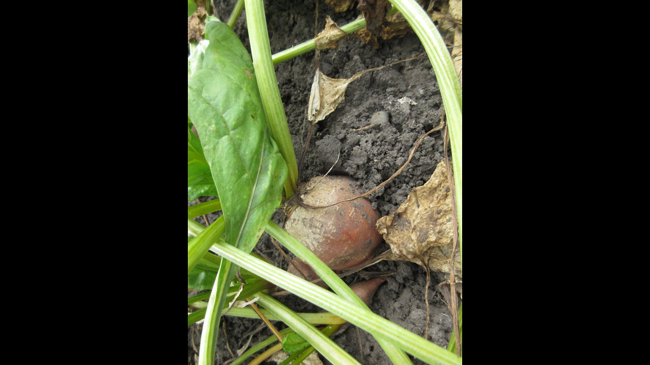 Keep Your Cells Strong Beet September 2021