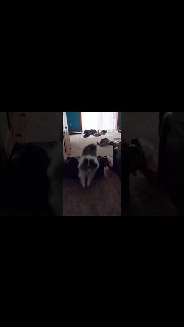 Emma Jumping! good Girl - Sheltie dog #shorts , #fyp