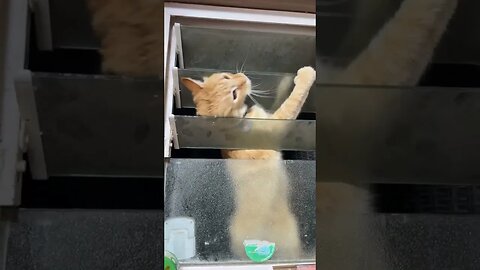 Minimishi The Independent Cat