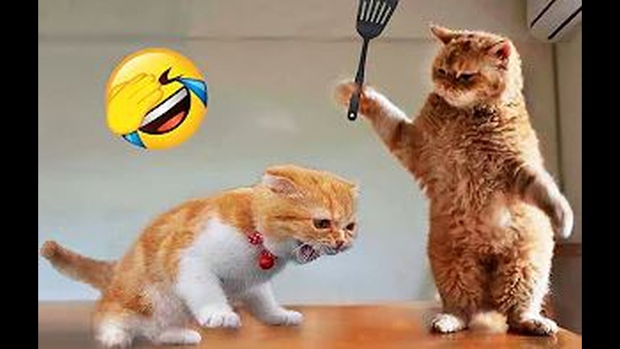 Funny Cats and Dogs - Do not dare to click!