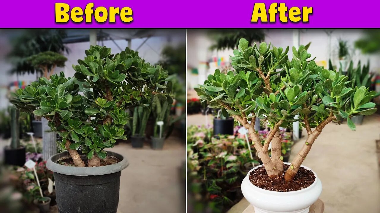 Unlock the Secrets of Pruning | Prune a jade plant for making bonsai