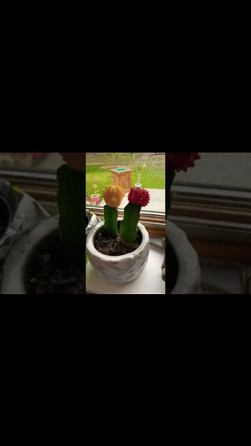 Red and yellow cacti