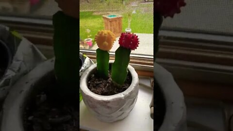 Red and yellow cacti